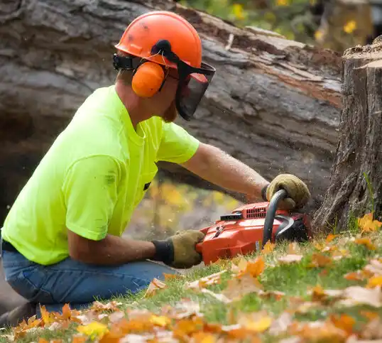 tree services Jefferson Heights